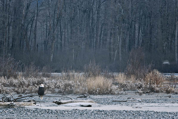 photo of Eagle on
                Chilkat River