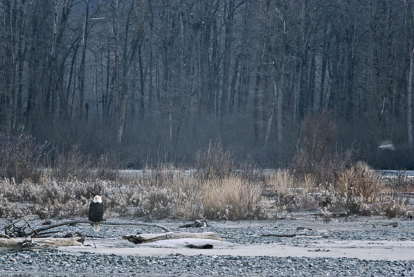 Chilkat Greeter photo of Eagle on
Chilkat River