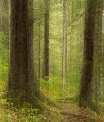 photo: Chilkoot Forest