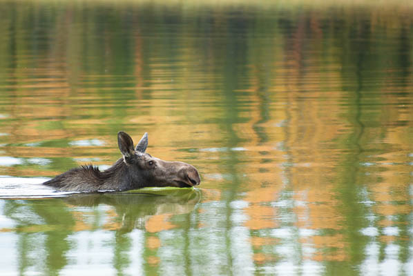 photo: Cow Moose takes
an Autumn Swim