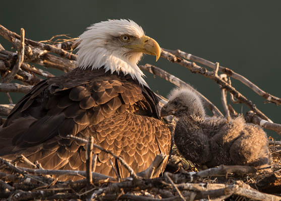 photo: Eagle and Chick