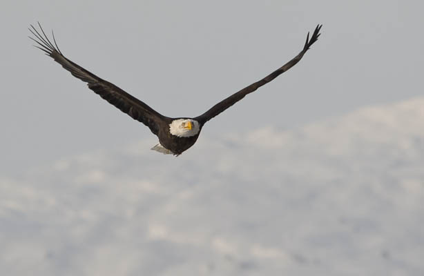 photo: Eagle in Flight