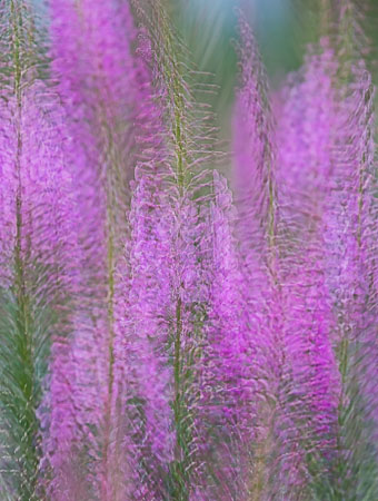 Fireweed Reiteration photo: Fireweed_Reiteration