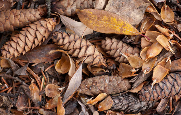 photo: Forest Floor in
                Autumn