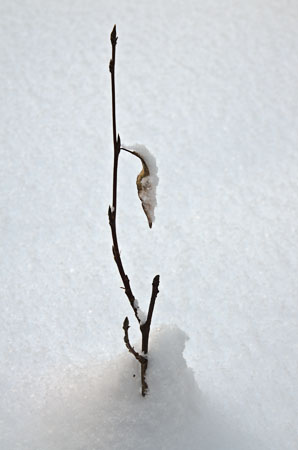 Hanging_On photo: Hanging On