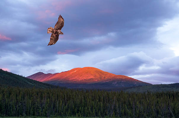 Hawk_and_Sunset photo: The Hawk and the Sunset