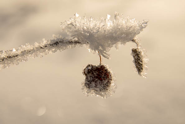 photo: Hoary Twig Tip