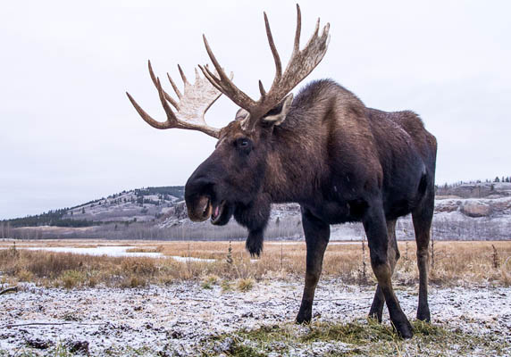 Laughing Bull photo: Laughing_Bull