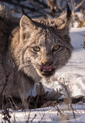 photo: Lip Smacking Goodness