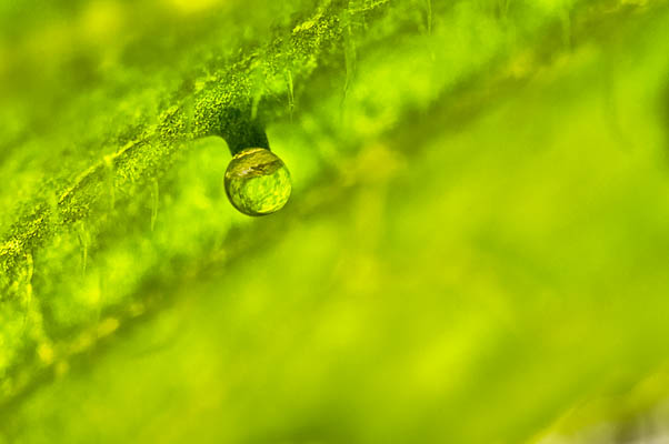 Macro Zucchini Leaf Curiosity photo: Macro_Zucchini_Leaf_Curiosity