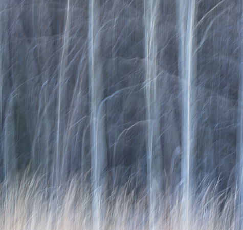 Naked_Forest_Apparition Naked_Forest_Apparition