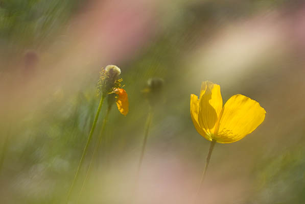 Poppy in Foxtails