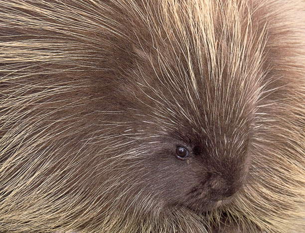 Porcupine Tear Porcupine Tear