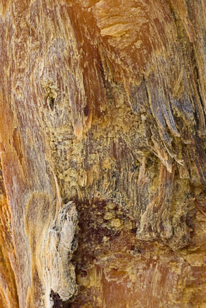 Resinous Old Man Abstract close-up of a scarred tree trunk.