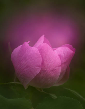 photo: Rose Glows