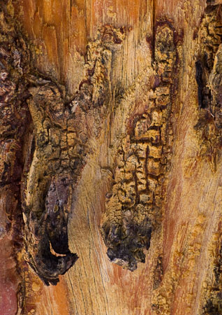 Scar Tissue Close-up of scarred tree trunk