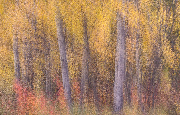 September Woods September Woods