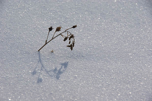 A Shadow Cast on a White Crystal Sea a single dead weed and its shadow cast on the snow