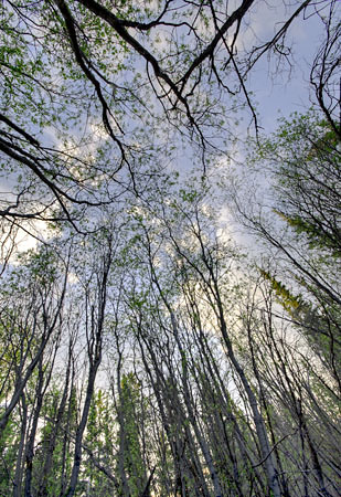 Willow Thicket in Spring Willow Thicket in Spring