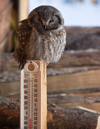 Stunned owl above thermometer at -31C