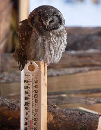 Lemme in! It's cold out here! Stunned owl above thermometer at -31°C