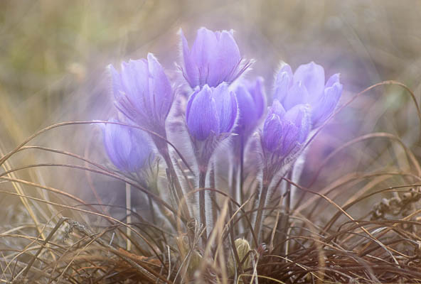 impressionistic, double-exposure image of crocuses