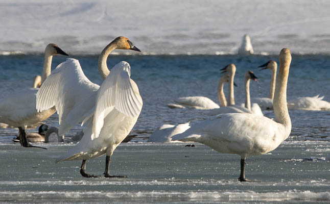 Swans at Swan Haven