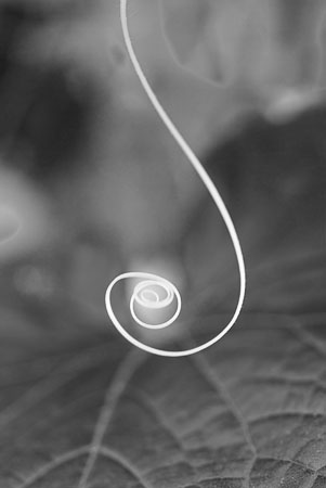 Genie in a Tendril Black and White abstract photo of Cucumber Plant Tendril