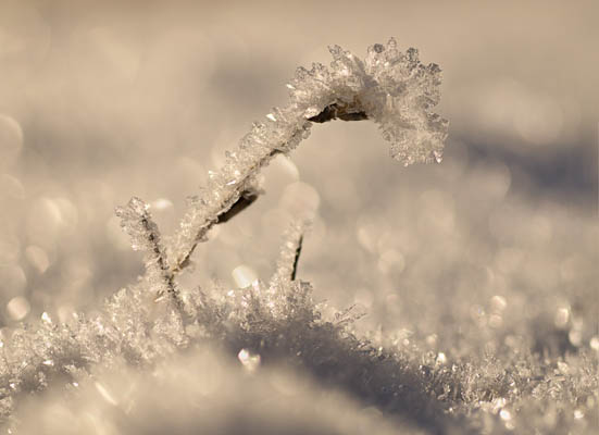 Tiny_Frosty_Landscape photo: Tiny Frosty Landscape