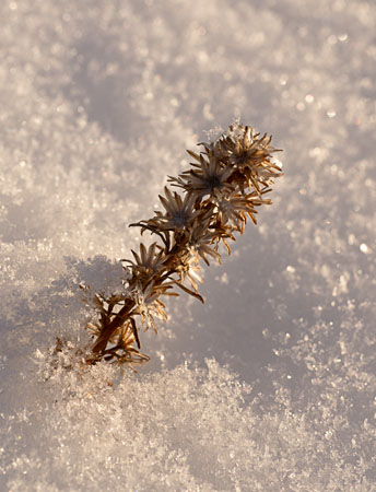 Winter_Flower Winter_Flower