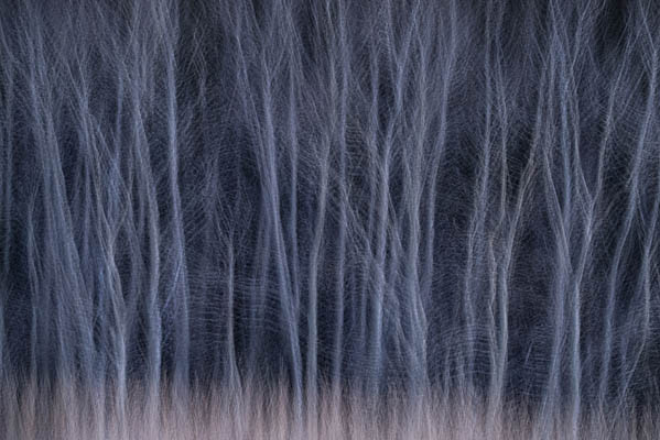 Winter_Woods_Waltz photo: Winter Woods Waltz
