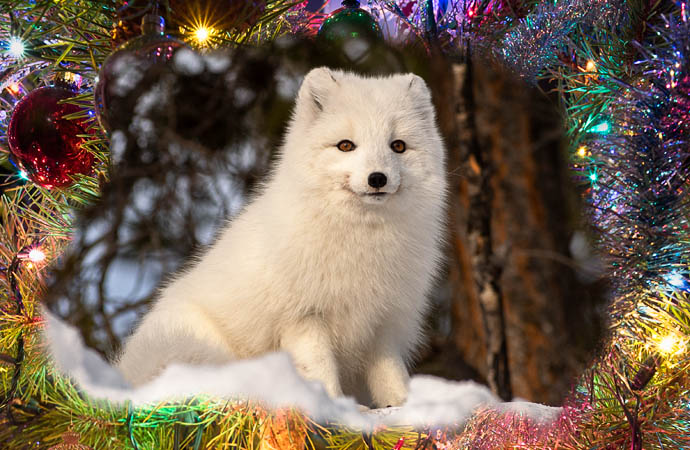 Christmas Card 2020 virtual Christmas Card 2020