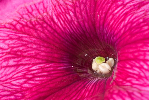 Floral Goblet