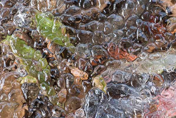 Life in a Frozen
                            Puddle