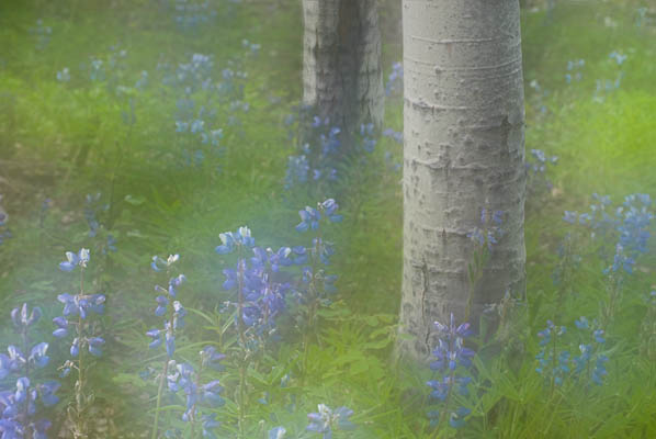 Lupine Glade