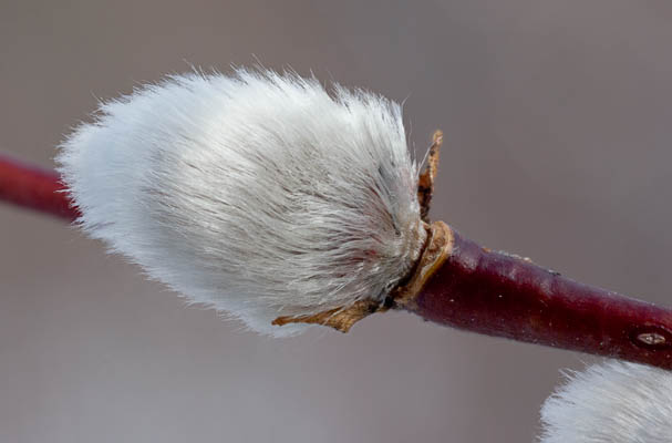 Pussy Willow