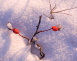 Roses of Winter