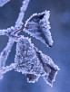 Frosted Dead Leaves on a Tree #1
