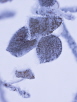 Frosted Dead Leaves on a Tree #2