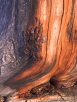 Colourful Stump