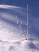 A Coat of Hoarfrost