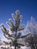 Frosty Trees against a Deep Blue Sky