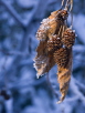 From Icy Death Will Come New Life