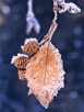 Spread Thy Frozen Seed