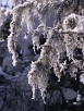 Frosty Tree Lichen #1