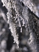 Frosty Tree Lichen #2